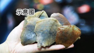 Photo of 马迳蔃：本地中医减少用动物性药材 网售穿山甲鳞片无序号属假货