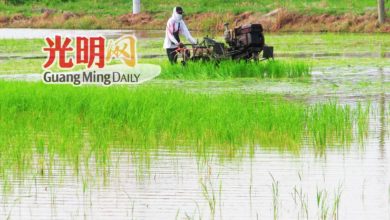 Photo of 2年5季确保本地米供应 吉稻产将增至42.7%