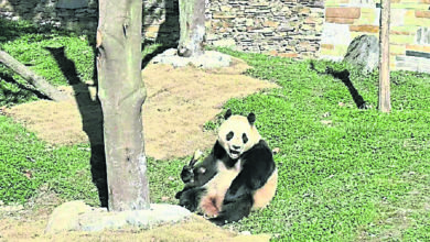 Photo of 静养一百多天 “福宝”重新与公众见面