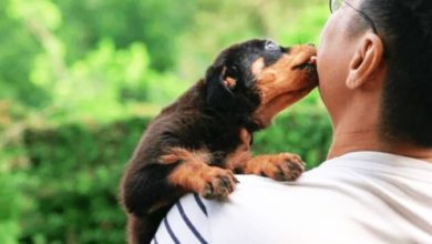 Photo of 被宠物犬舔到伤口 男子全身发冷面发紫 患严重败血症翌日亡