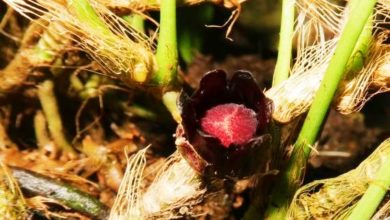 Photo of 中越科研人员合作 发现6个蜘蛛抱蛋属植物新种