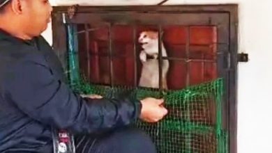 Photo of 【视频】水灾无情人有爱！热心民众涉水救猫感动网民