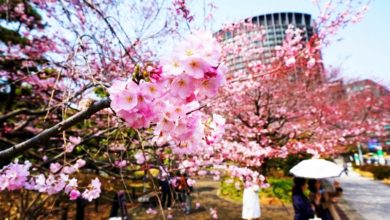 Photo of 夏天提早来了? 东京150年最热3月！单月3度飙破25℃