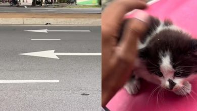 Photo of 骑手送单途中停下 “猫太可爱必须救!”