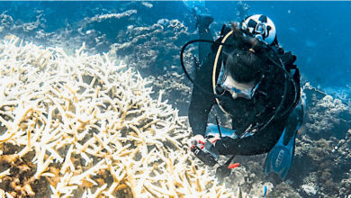 Photo of 2011年来最严重白化 海洋热浪煮熟澳洲珊瑚礁