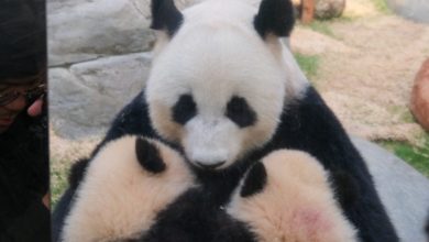 Photo of “港产”大熊猫龙凤胎 与妈妈“盈盈”同场亮相