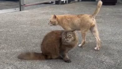 Photo of 不止人类要锯脚 猫咪吃太甜也锯脚了