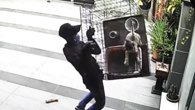 Photo of 大白天翻墙入屋 小偷盗走名种猫