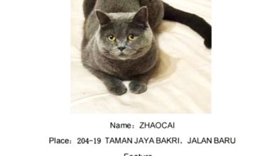 Photo of 爱猫“招财”走失逾月 主人悬赏增至RM5000