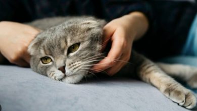 Photo of 女子猫咪离世请事假 老板批假哀悼慰问