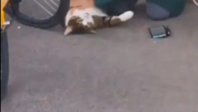 Photo of 流浪猫遭撞倒 路过女兽医人工呼吸救回
