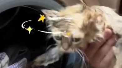 Photo of 猫咪钻洗衣机睡觉 主人误洗险酿悲剧