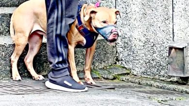 Photo of 为防债主养恶犬 比特犬2度咬伤人 恐安乐死