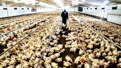 Photo of 2017年以来首次 美国报告H7N9禽流感疫情