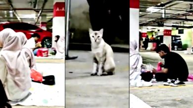 Photo of 视频〡下雨被迫停车场开斋 猫咪一脸懵 网笑：文化冲击