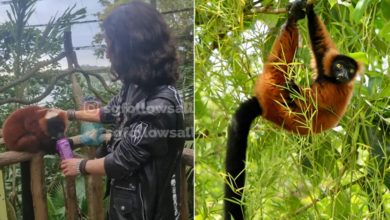 Photo of 喂猴喝汽水 皮革夹克女挨批