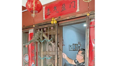 Photo of 卡栅门猛晃引声响 四脚蛇一度被当贼