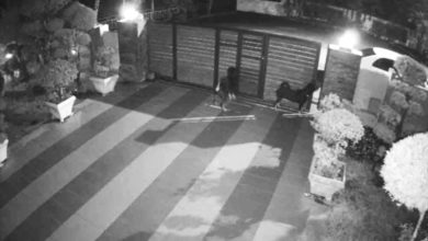 Photo of 罗威纳咬伤人〡被流浪狗激怒 饲主：自开狗笼逃出屋