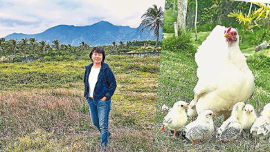 Photo of 龙应台归园田居 注视生态危机