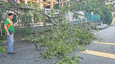 Photo of 树倒压篱笆阻挡车道 庄雪和锯树疏通道路