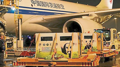 Photo of 中奥新一轮保育合作 2大熊猫飞赴维也纳