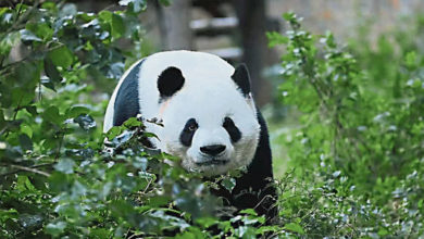Photo of 北京动物园闢谣 否认萌兰参加世博会
