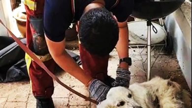 Photo of 【视频】布特拉高原气爆〡被拴庭院命悬一线 救援人员助狗狗逃生