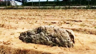 Photo of 【视频】山顶高度仅60cm 世上最矮山峰在这里