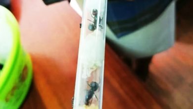 Photo of 这不是你家的那种！ 4男走私蚂蚁 每只值近千令吉