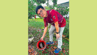 Photo of 武吉卡迪花园3蚊症 洗衣机积水生蚊虫