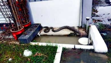 Photo of 大雨后蟒蛇出没 众人联手捕捉