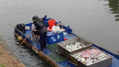 Photo of 高雄爱河鱼群死亡 环保局研判气温骤降导致