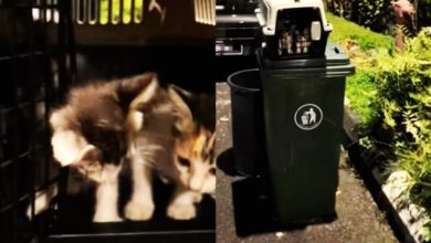 Photo of 假善心人要地址佯称捐猫粮 竟将小猫弃收容所