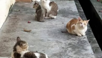 Photo of 开门见大便 汽车被刮花 男子抓狂邻居养一窝猫不照顾