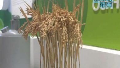 Photo of 武汉生技公司透过基因工程 成功实现稻米造血!