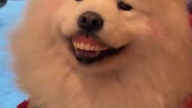 Photo of 奶奶假牙不见 狗狗一笑露馅
