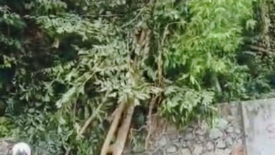 Photo of 垄尾山路树倒 与落石地点不同位置
