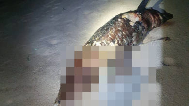 Photo of 短吻海豚搁浅死亡 就地葬在直落巴巷海滩