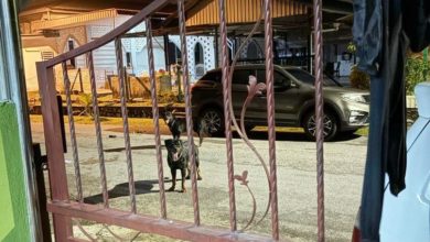 Photo of 2只Rottweiler趁狗主睡觉 咬伤5人