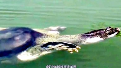 Photo of 中国仅存1斑鳖 比大熊猫更濒危