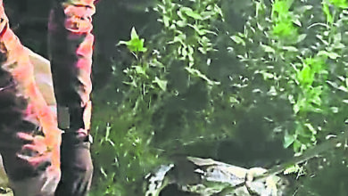 Photo of 外劳被大蟒蛇舔脚吓坏 消拯局擒获18尺大蛇