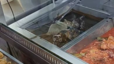 Photo of 嘛嘛店美食太香 老鼠啃食鸡肉被拍