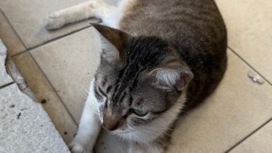 Photo of 错当流浪猫带走 男女归还奶茶店猫咪