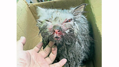 Photo of 称难忍骚扰 老翁殴猫被捕