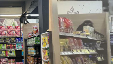 Photo of 银叶猴闯店“发呆”,女店员吓得花容失色
