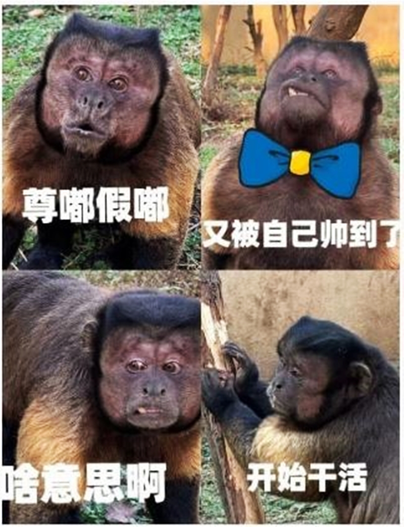 合肥野生动物园帮黑帽悬猴制作各种表情包