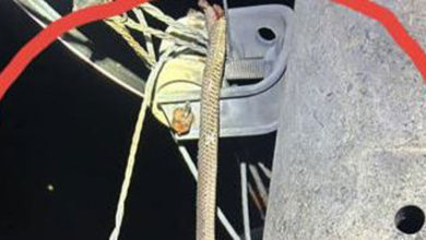 Photo of 大蛇窜高压线路触电死 火花飞溅险酿火灾