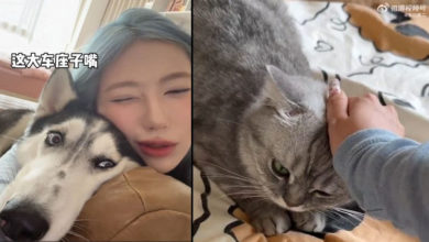 Photo of 中国深圳酒店推猫狗陪睡 网友忧遇变态虐宠物