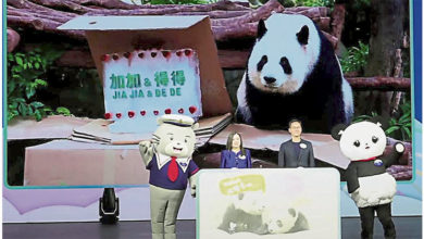 Photo of 港熊猫龙凤胎 命名加加得得