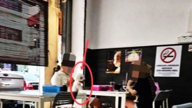 Photo of 男女带狗进餐馆用餐 网民谴责狗主 餐馆火速道歉